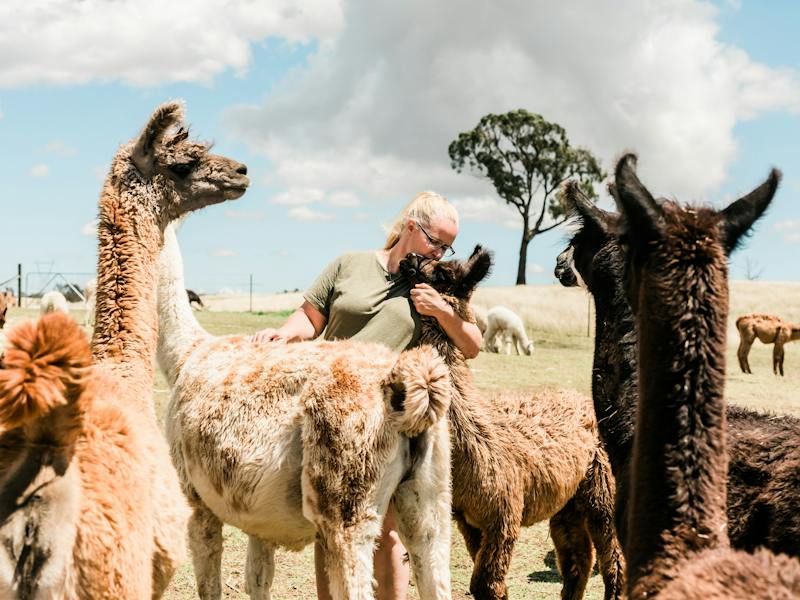 Image for Alpaca Magic